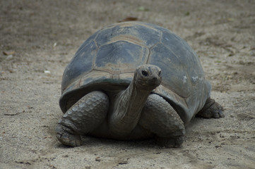 Tortoise on the move at The Taronga Park Zoo