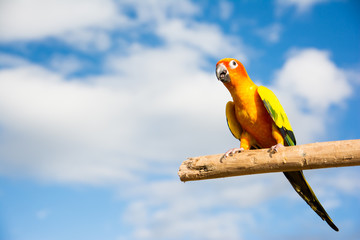 Sun Conure parrot on dried tree branch with blue sky background