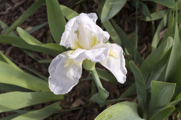 One White Iris with Yellow Beard (Possibly Frequent Flyer)