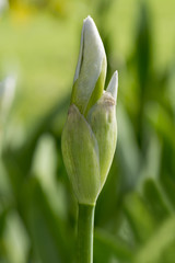 White Iris Bud (Portrait Orientation)