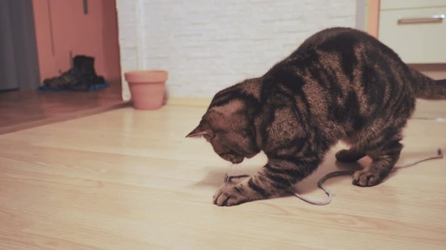 Cat playful with a string of rope 4K