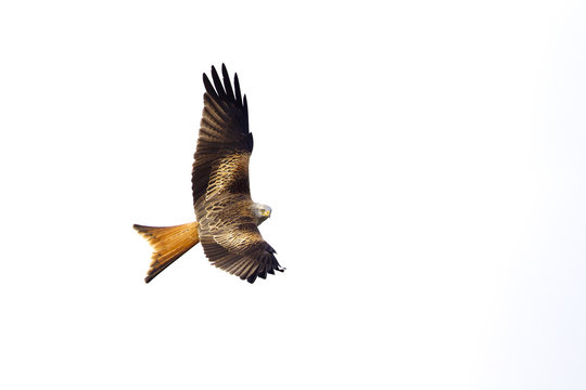 Red kite flying overhead watching