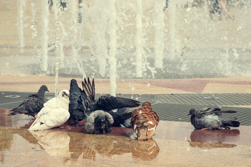 One white dove and some normal swimming in a city fountain.