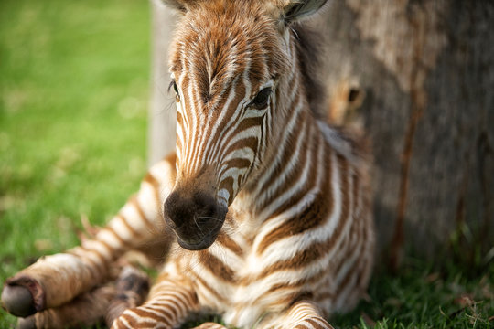 Baby Zebra