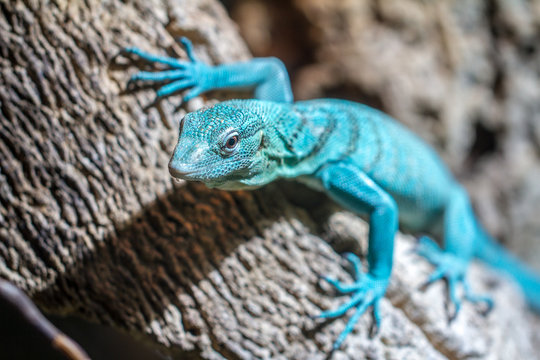 Emerald Tree Monitor