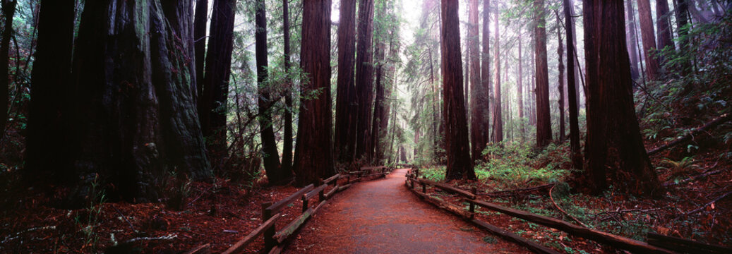 Muir Woods, California