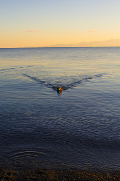 A dog swims in the ocean fetching a stick during sunset