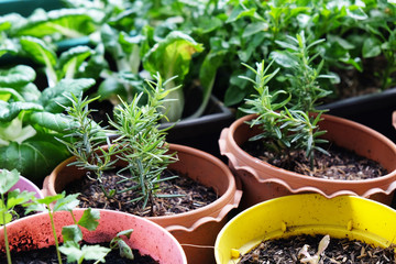 Various Organic Vegetables garden in house area.