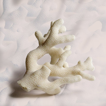 Coral Piece Still Life