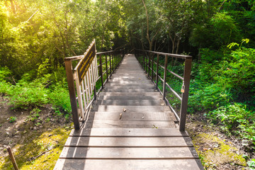 A bridge in the forest and beautiful green environment 