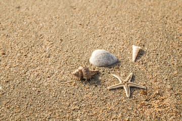 Starfish and soft wave on the sandy beach