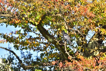 紅葉とカラス
