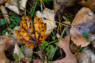 Colorful Leaf with Water on Ground
