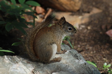 Naklejka na ściany i meble Squirrel Sitting on Rock