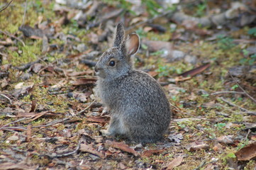 Bunny sitting on the ground