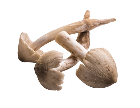 termite mushrooms