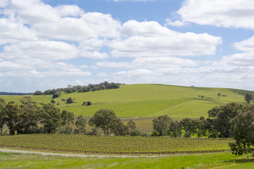 Fototapeta na wymiar Random Rural Fields & Vineyard, Barossa Valley, South Australia