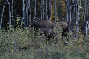 Moose and calf