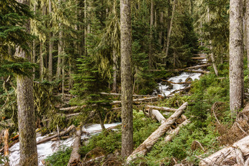 Fast water stream in wild mountain creek in Joffre Lakes Provincial Park green forest landscape.