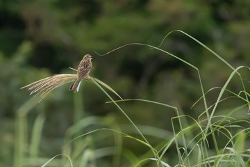 すすきに留まる鳥、モズ
