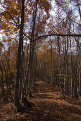 落ち葉と紅葉のブナの森の小道