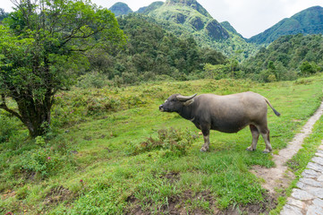 Water Buffalo close up