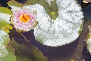 One Nymphaea 'Mrs Richmond' Waterlily with Lily Pads © sharonwills