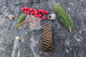 Fir, ashberry and strobile on the stone