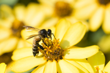 Honey bee swarming on yellow flowers.