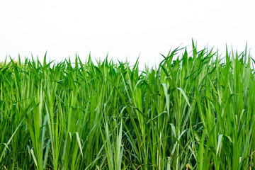 Green leaf grass