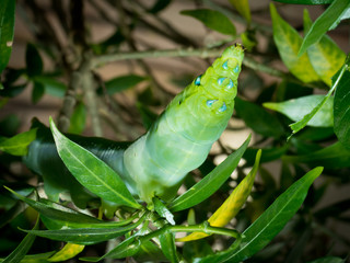 Insects, Caterpillar. A small animal, Butterfly Worm closeup on background.