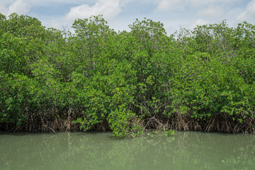 Mangrove forest in Phetburi Thailand