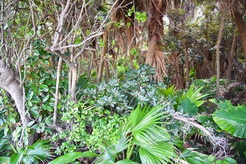 Dense Jungle on Aoshima Island in Miyazaki, Japan