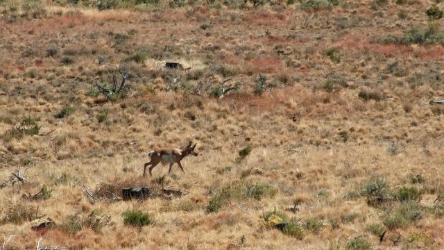 Hot pronghorn antelope and stumps desert logging 3 Kiger Lookout Diamond Steens Mountain Near malheur Wildlife Refuge 10