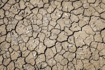 Crack soil on dry season.