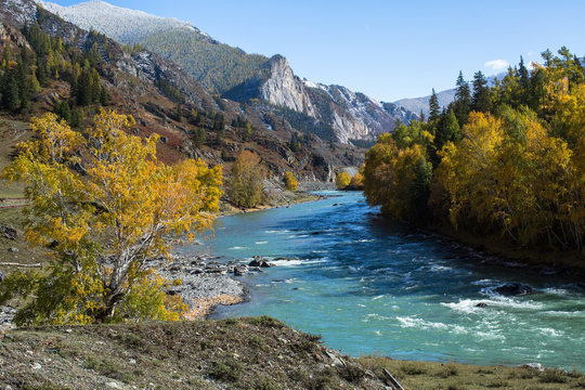 View of the Katun river and autumn forest in the Altai mountains, Russia.