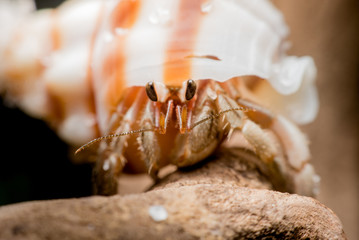 Land hermit crabs, Coenobita, hermit crabs