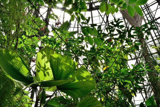 夢の島熱帯植物館 草花