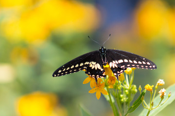 Magnificent Black Swallowtail or Papilio polyxenes Butterfly with wings unfurled on a grouping of...