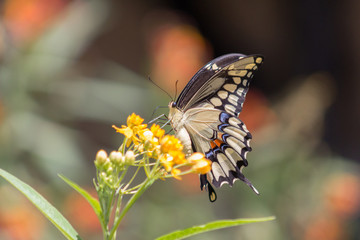 Beautiful vibrant Tiger Swallowtail or Papilio glaucus Butterfly feeding on a grouping or orange flowers.