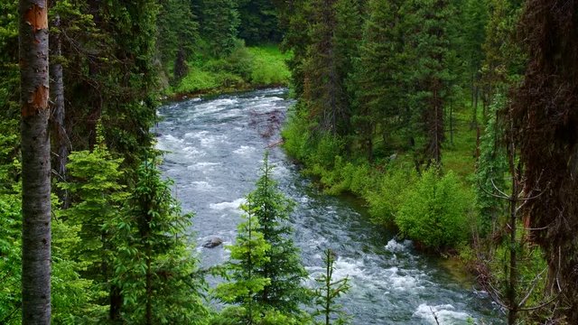 Lush Rocky Mountain forest and wild Payette River 4