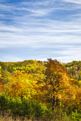 Fototapeta premium Top view of a beautiful colorful autumn forest.
