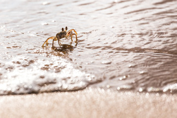 Swift Land Crab on the white beach, Phuket Thailand