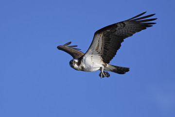 Osprey (Pandion haliaetus)