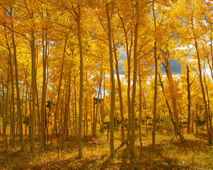 Fall Colors in Colorado, forest