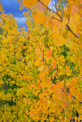 Fall Colors in Colorado, closeup with blurred background