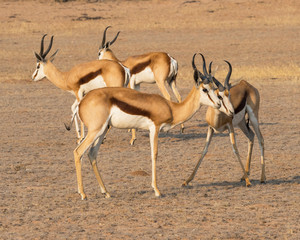 Springbok