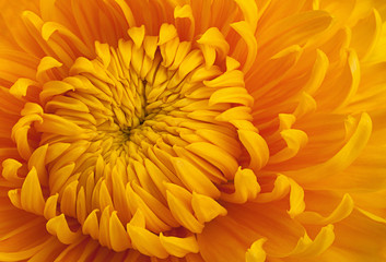Yellow chrysanthemum flower head