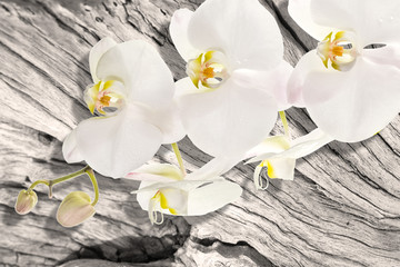 orchidée blanche sur vieille souche
