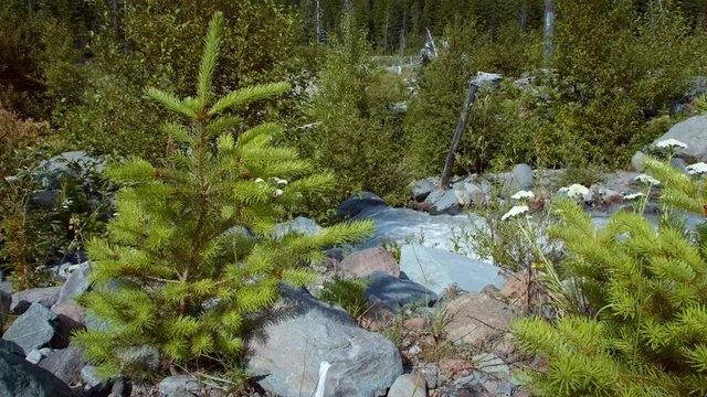 Young saplings grow in rocky meadow - Summer on Mount Hood